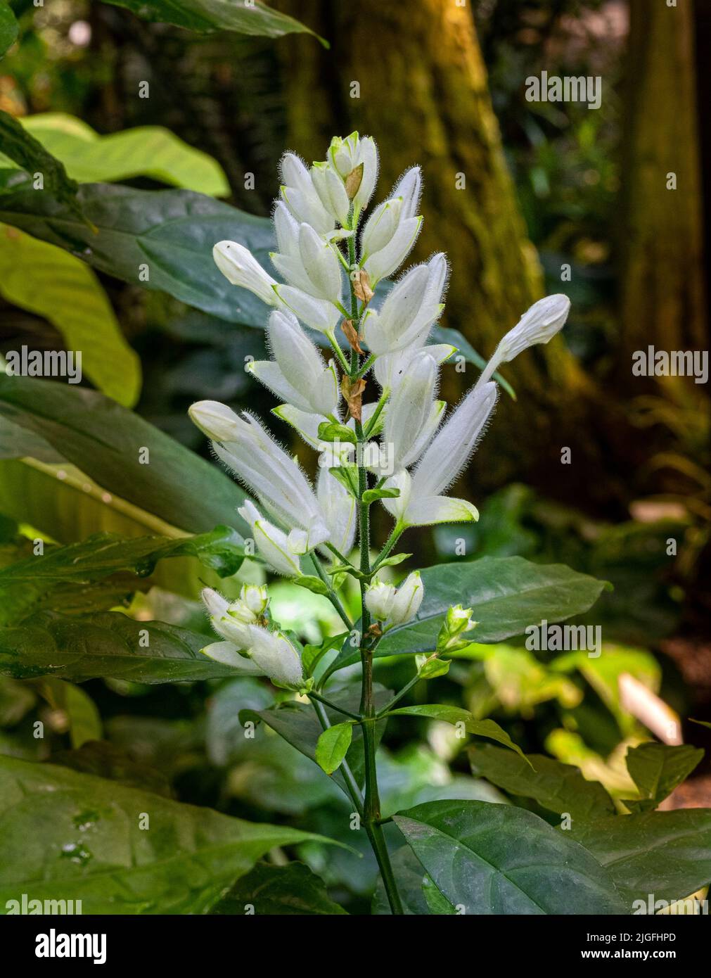 Weiße Kerzen (Whitfieldia elongata), Blütenstand. Stockfoto