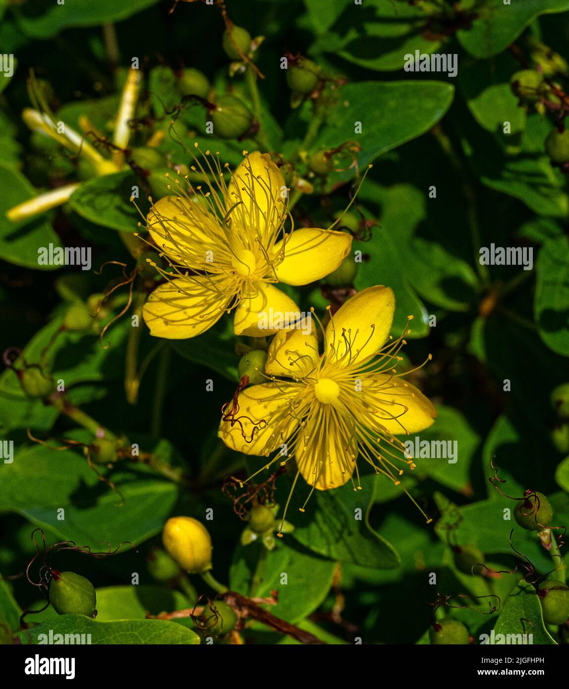 Blühende Johanniskraut, Tipton‘‘s Weed, Klamath Weed (Hypericum perforatum) eine Heilpflanze. Stockfoto