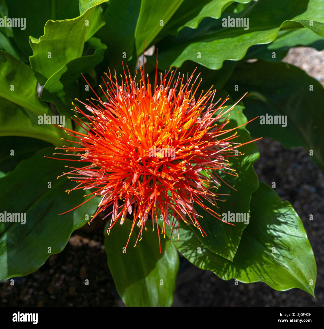 Feuerball-Lilie, Afrikanische Blutsilie (Scadoxus multiflorus). Stockfoto