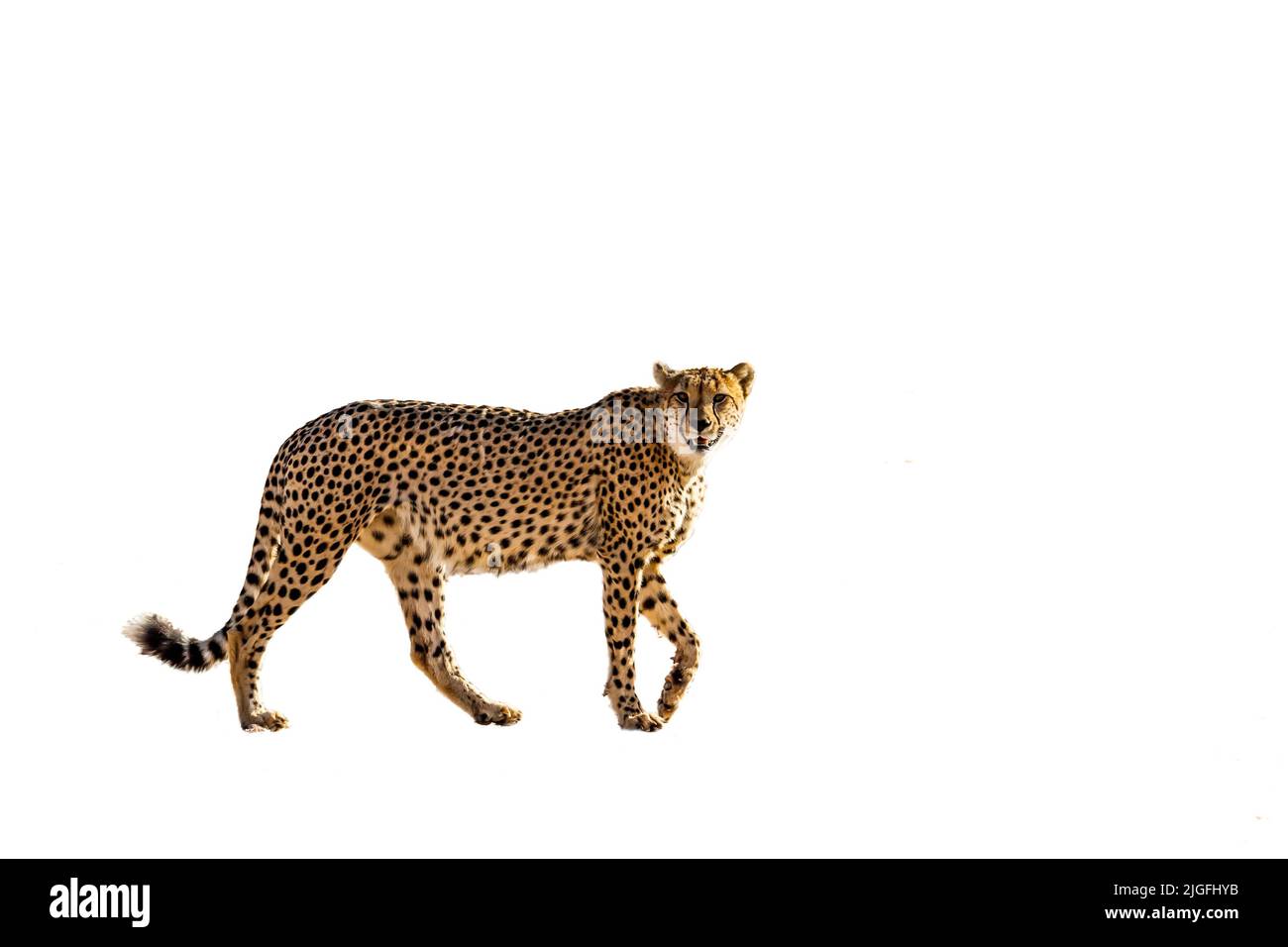 Cheetah Walking Seitenansicht isoliert auf weißem Hintergrund in Kgalagadi Transfrontier Park, Südafrika ; specie Acinonyx jubatus Familie von Felidae Stockfoto