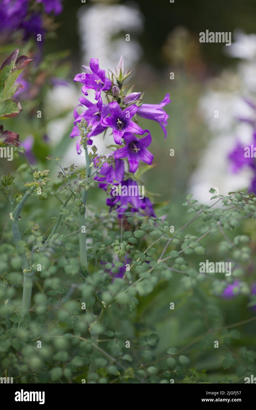 Campanula rapunculoides L, schleichende Glockenblume Stockfoto