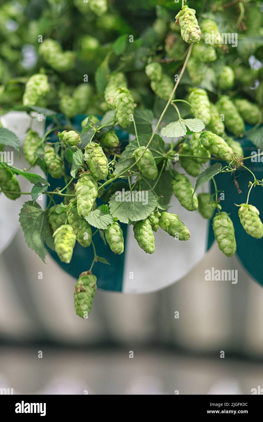 Hopfenpflanze, Humulus lupulus Stockfoto