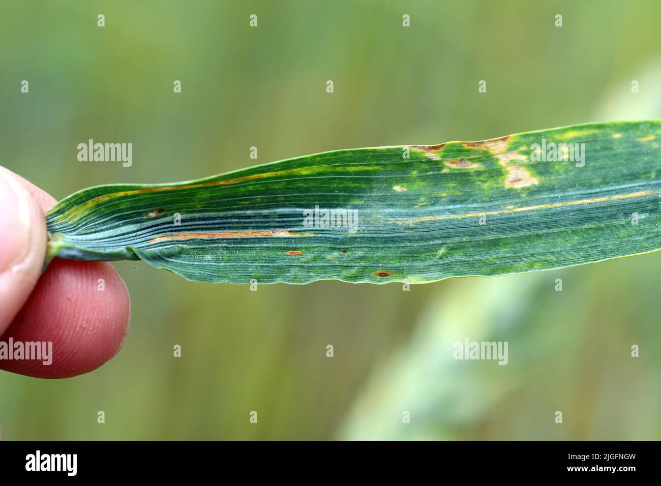 Symptome einer Pilzinfektion auf einem Getreideblatt. Stockfoto