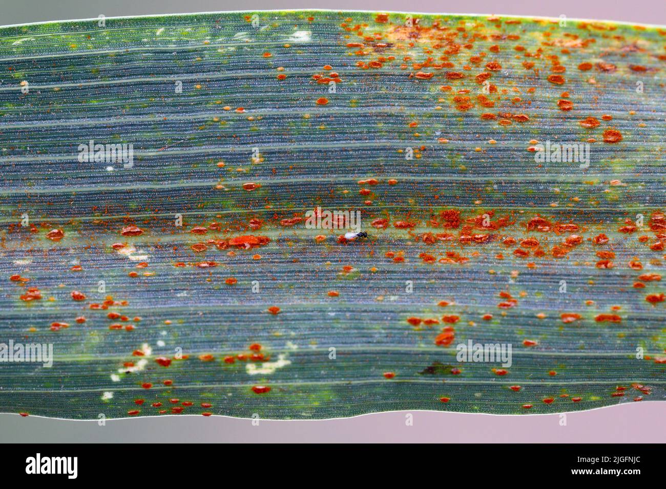 Symptome einer Pilzinfektion auf einem Getreideblatt. Stockfoto