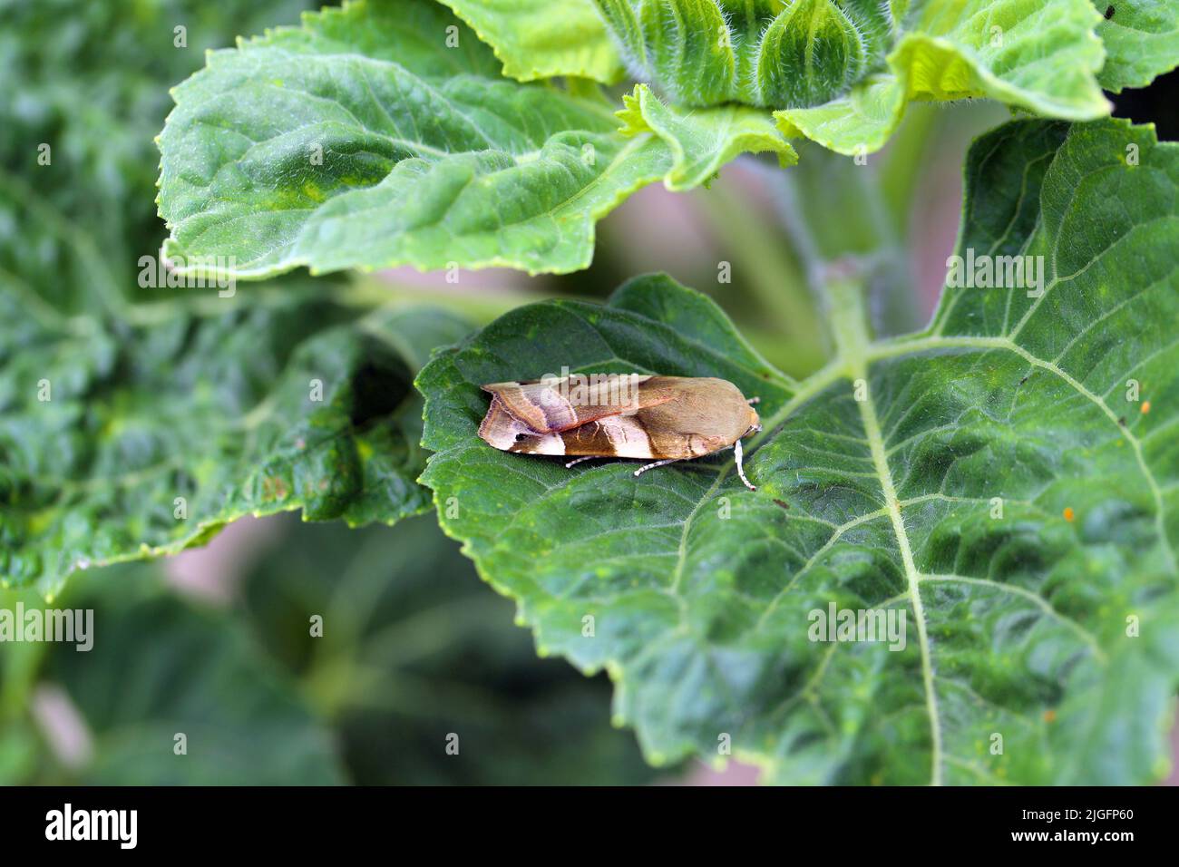 Breit umrandete Gelbe Unterflügelmotte (Noctua fimbriata) auf einem Sonnenblumenblatt. Stockfoto
