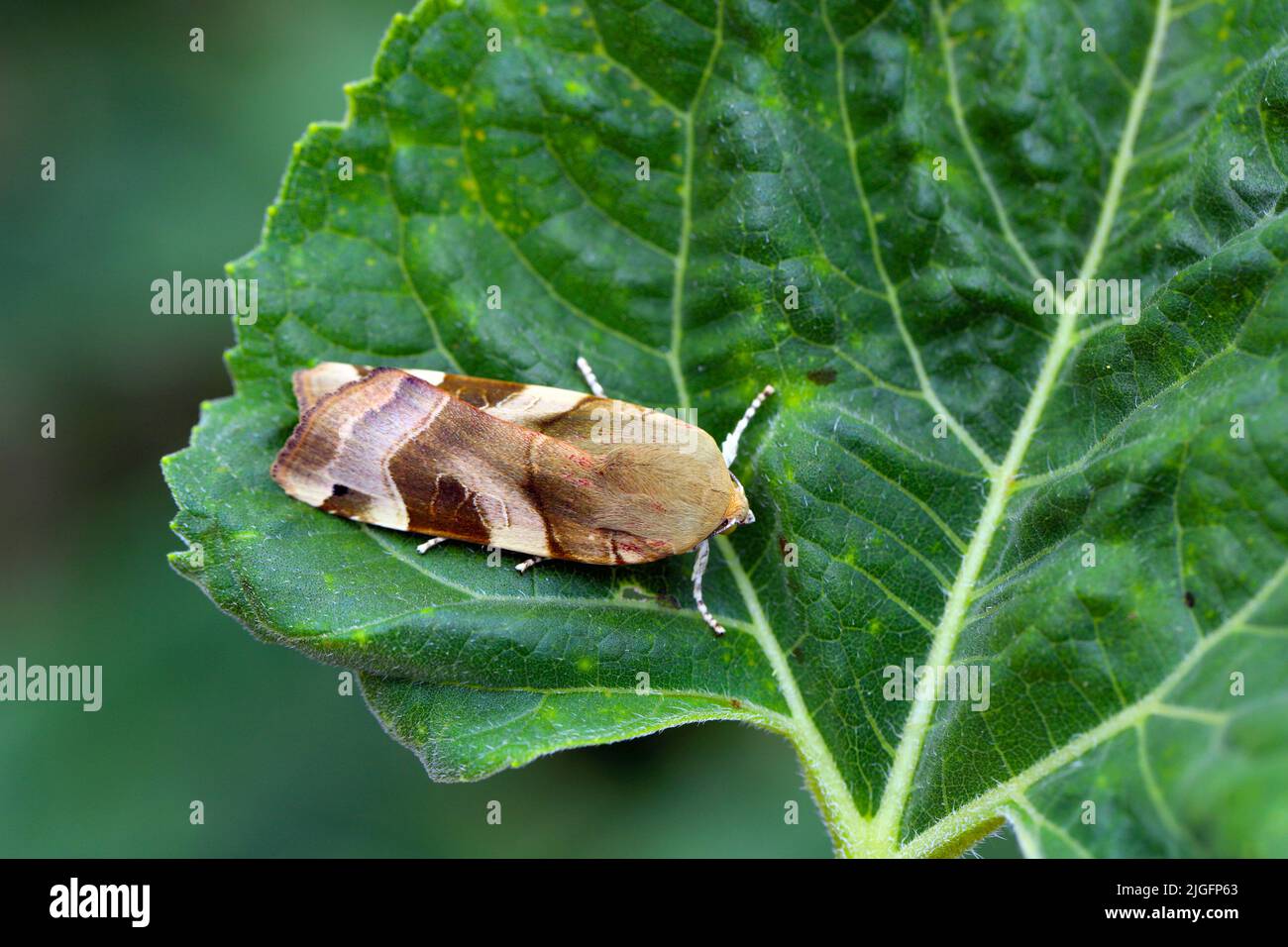 Breit umrandete Gelbe Unterflügelmotte (Noctua fimbriata) auf einem Sonnenblumenblatt. Stockfoto