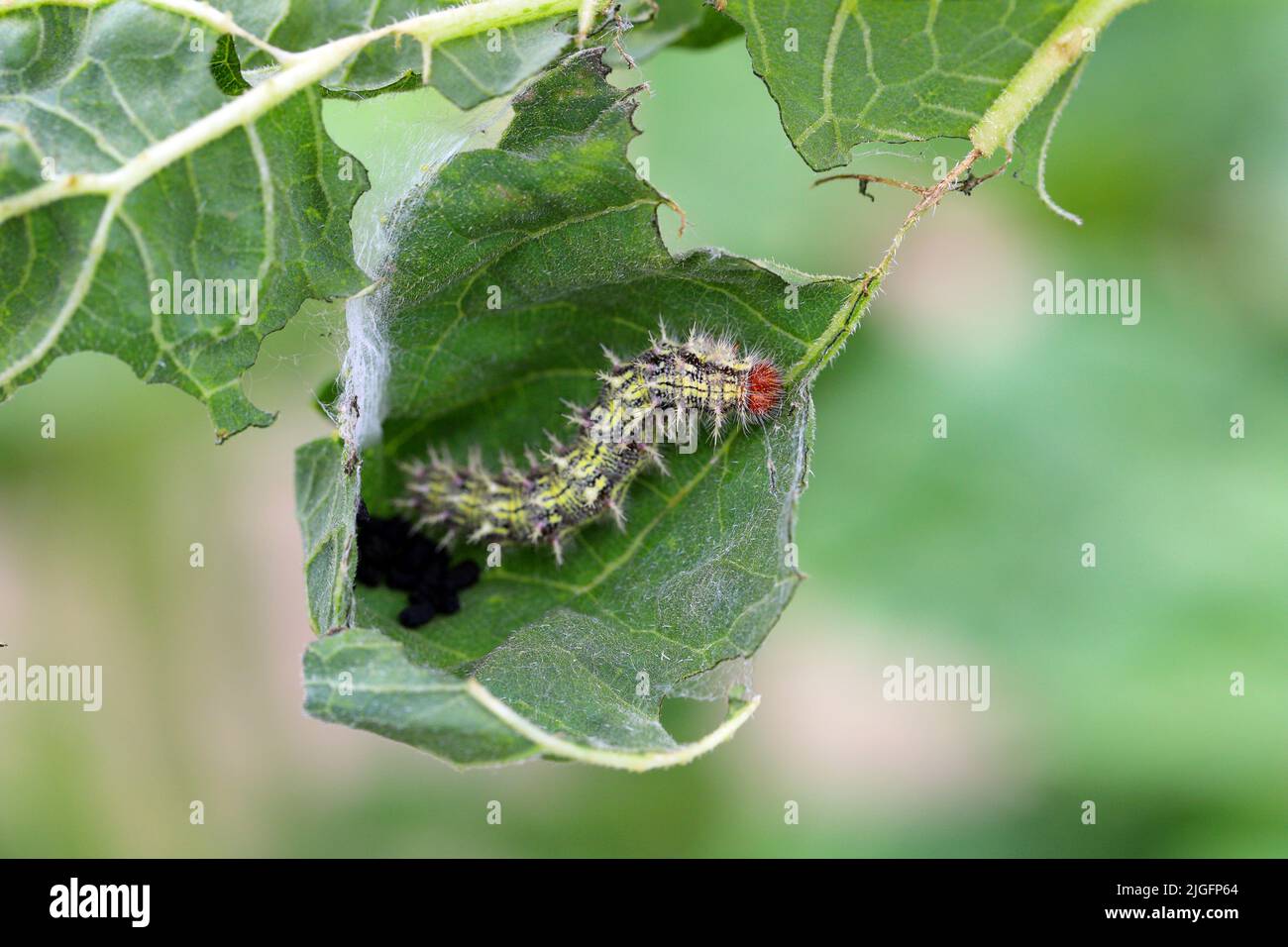 Gemalte Dame (Cynthia cardui, Vanessa cardui, Pyramis cardui), gemalte Dame Raupe auf einem gefressenen Sonnenblumenblatt. Stockfoto