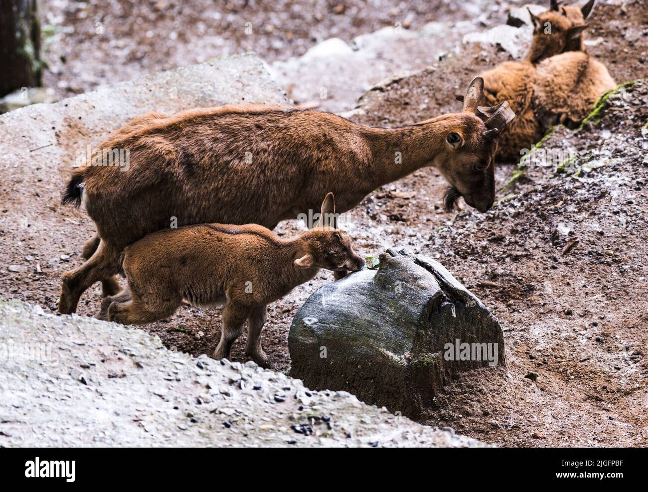 Der Markhor (Capra falconeri) ist eine große Capra-Art, die in Zentralasien, dem Karakorum und dem Himalaya beheimatet ist. Sie ist auf der Roten Liste der IUCN als „Near Threatened“ gelistet. Der Markhor ist das Nationaltier Pakistans und gilt als König der Wildziegen. Dieses Tier ist tagtäglich und hauptsächlich am frühen Morgen und späten Nachmittag aktiv. Eine Markhor-Mutter und ihre Kitze (Baby) befinden sich im Konservierungs- und Zuchtzentrum Padmaja Naidu Himalayan Zoological Park (PNHZP) in Darjeeling, Westbengalen, Indien. Stockfoto