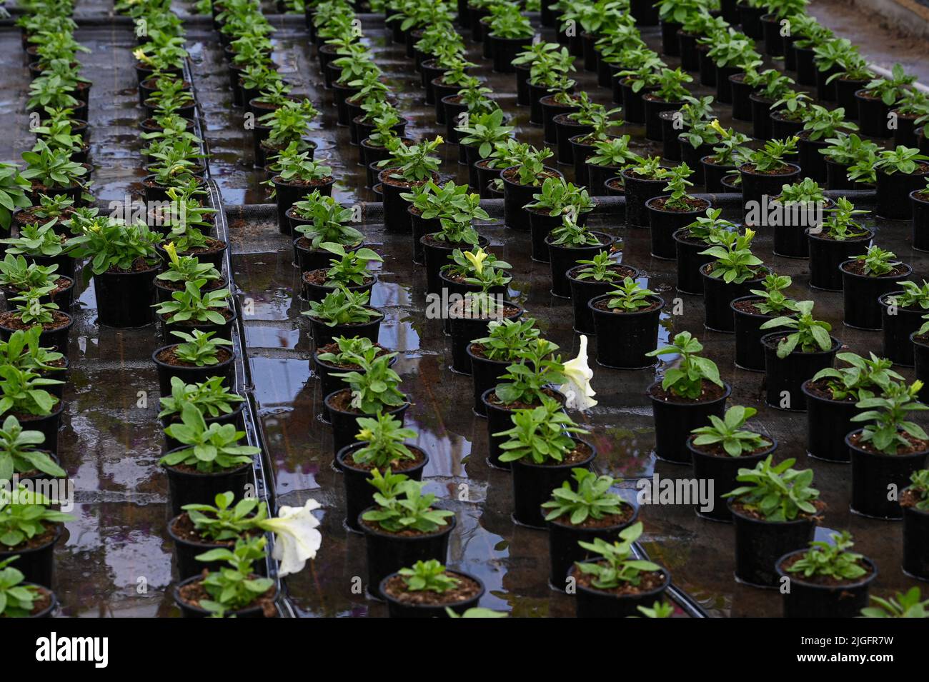 Sämling von Petunia-Blüten mit Tropfbewässerung. Bewässerung Blumen Konzept. Blumenkultur in einem Gewächshaus Stockfoto