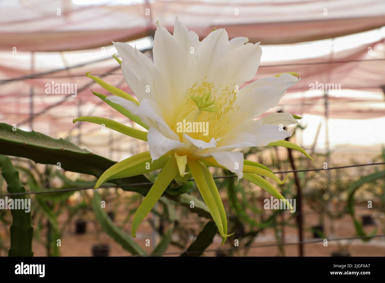 Drachenfrucht oder weiße fleischige Pitahaya blüht. Wissenschaftlicher Name Hylocereus undatus. Stockfoto