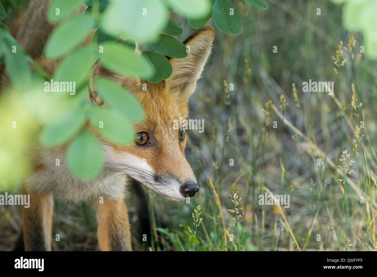 Ein junger Fuchs sieht neugierig aus Stockfoto