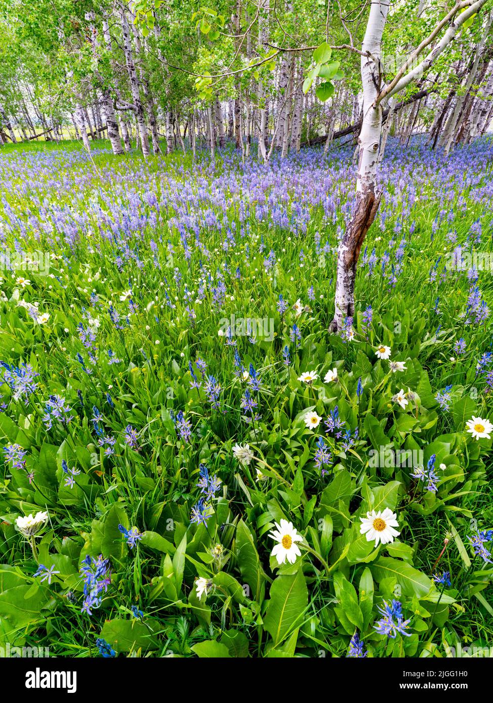 Aspen Wald mit Wildblumen lila und gelb Stockfoto
