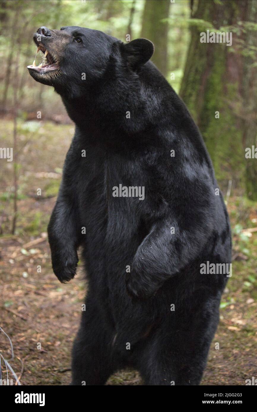 BEAR, BLACKFOOT TRAIL, 2014 Stockfoto
