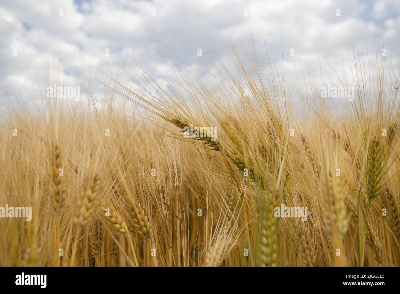 Weizenfeld, Erntekonzept mit dramatischem Himmel Stockfoto