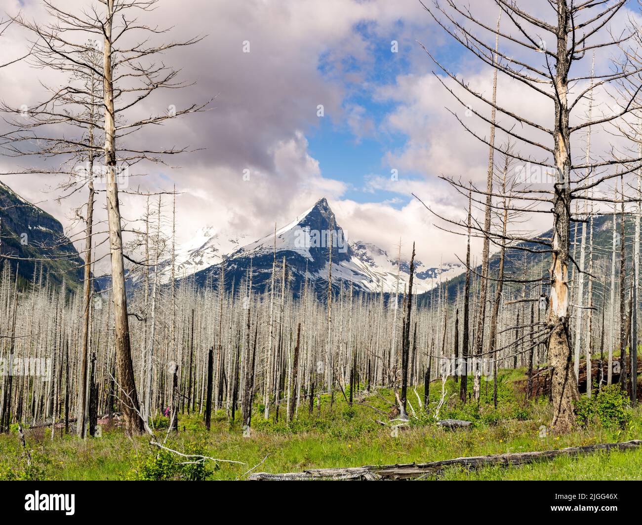 Waldbrand und schneebedeckter Berggipfel in Glacier Montana Stockfoto