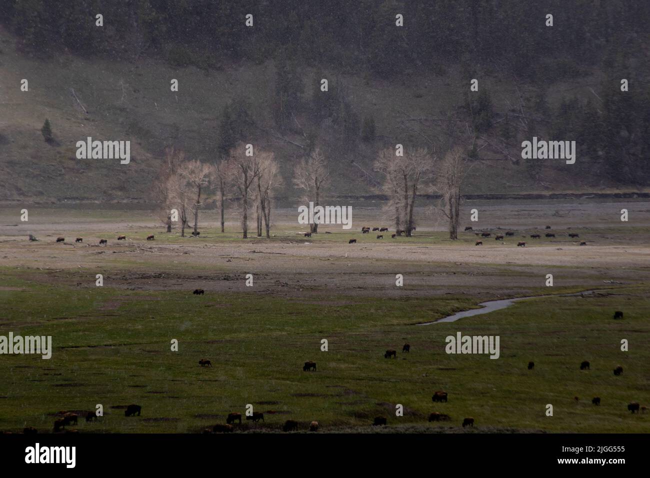 Ein Sonnenstrahl hebt Bäume und Bisons an einem verschneiten Tag im Lamar Valley des Yellowstone NP, WY, USA. Stockfoto