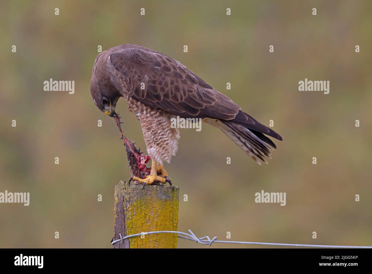 Eine Erwachsene weibliche Swainson's Hawk, Buteo Swainsoni, isst einen frisch gefangenen Valley Pocket Gopher, Thomomys bottae. Stockfoto
