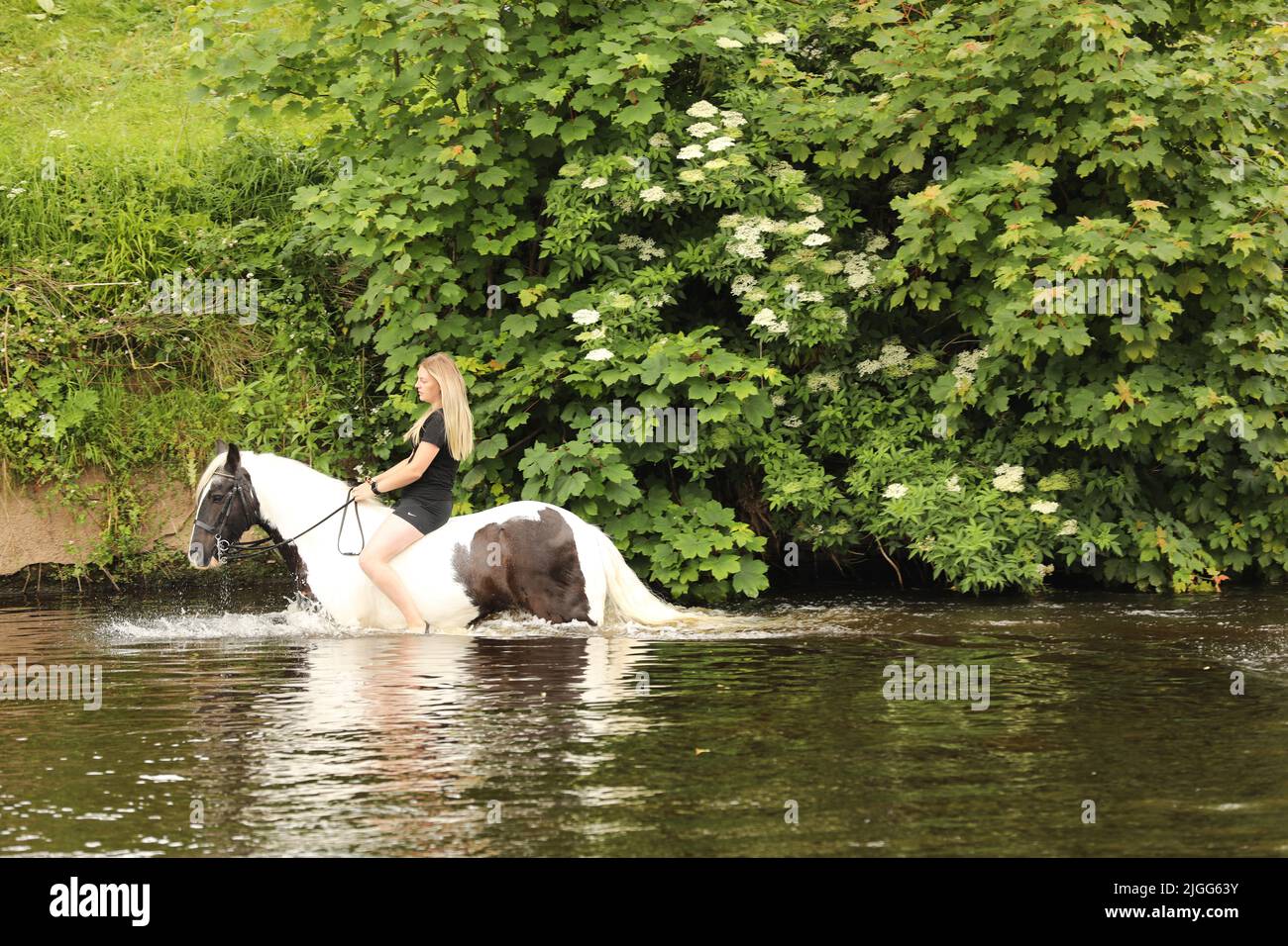 Eine junge Frau auf ihrem Pferd im Fluss Eden, Appleby Horse Fair, Appleby in Westmorland, Cumbria Stockfoto