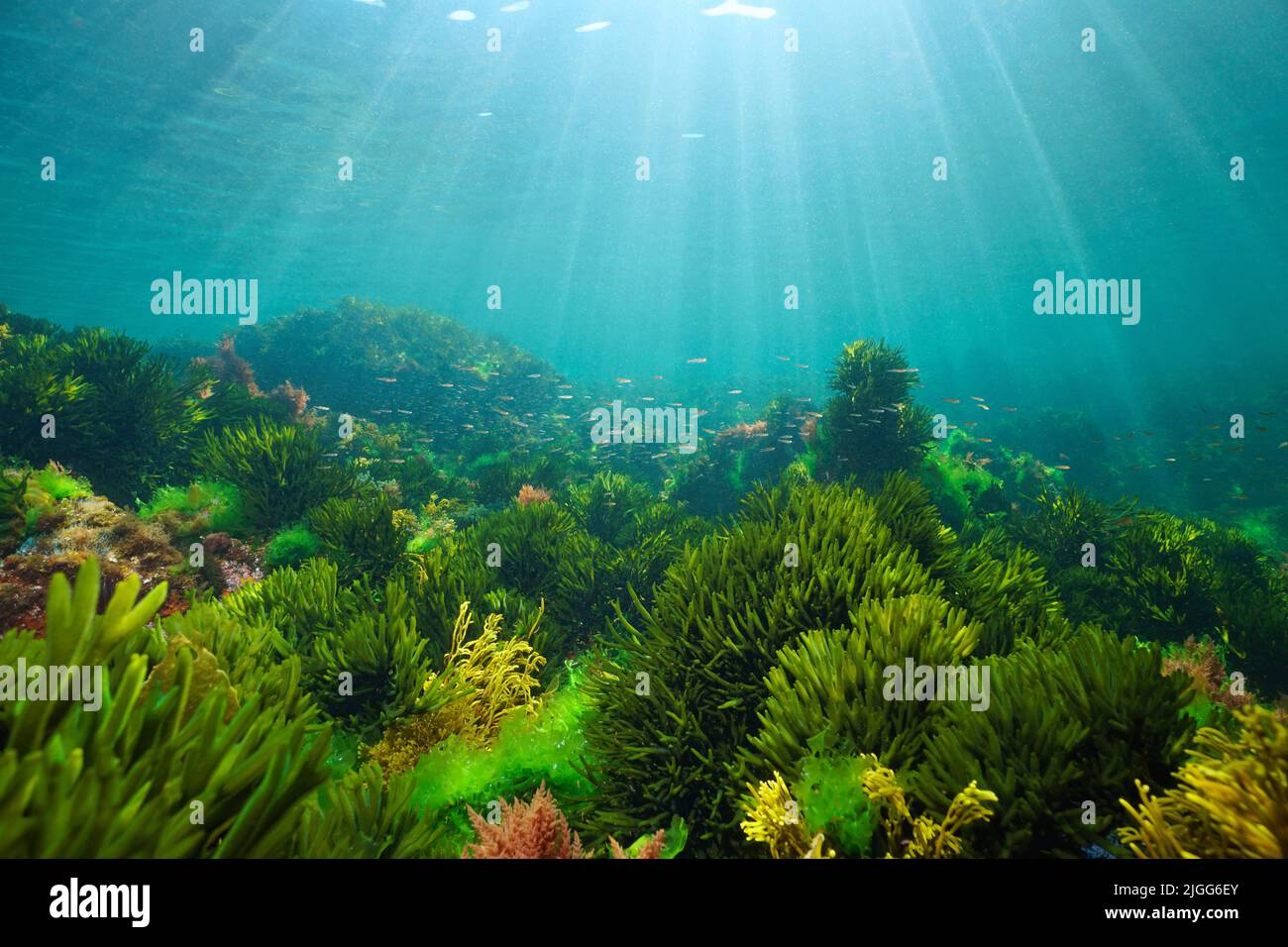 Algen auf dem Meeresboden mit natürlichem Sonnenlicht, Unterwasserlandschaft im Atlantischen Ozean, Spanien, Galicien Stockfoto