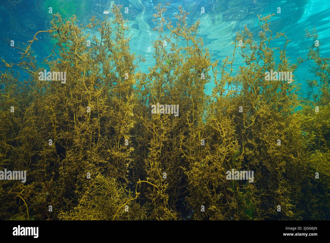 Japanische Wireweed-Alge, Sargassum muticum braune Algen, unter Wasser im Atlantischen Ozean, Spanien, Galizien Stockfoto