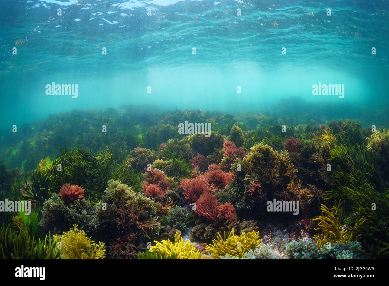 Natürliche Unterwasserlandschaft im Atlantischen Ozean mit bunten Algen unter der Wasseroberfläche, Spanien, Galizien Stockfoto