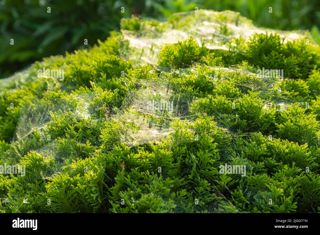 Thuja okzidentalis, westroter Zedernstrauch mit schönem Spinnennetz im Sonnenlicht im Garten, natürliche Textur. Stockfoto