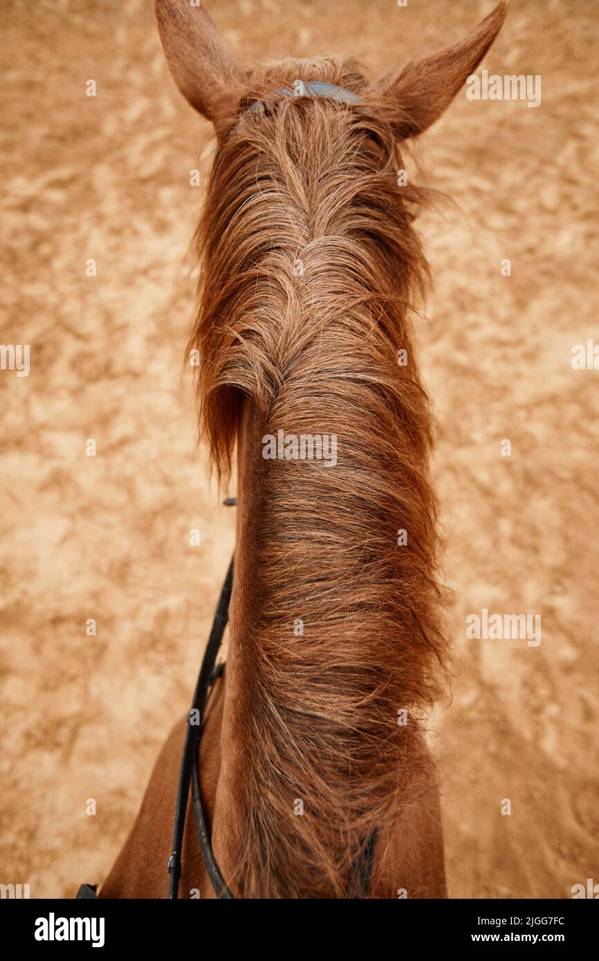 Vertikale Ansicht des Pferdes mit Fokus auf lucious Mähne Reiter POV Stockfoto
