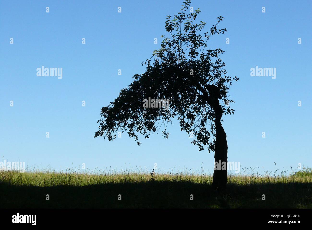 Einsamer gebogener Baum, fotografiert auf einem leeren Feld an einem blauen, sonnigen Tag Stockfoto