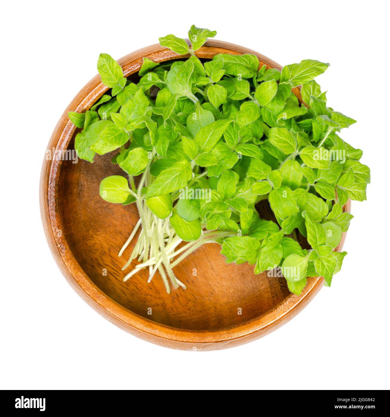 Sesam oder Benne mikrogrün, in einer Holzschale. Bereit, frische und grüne Jungpflanzen von Sesamum zu essen, leicht bittere und gesunde Triebe. Stockfoto
