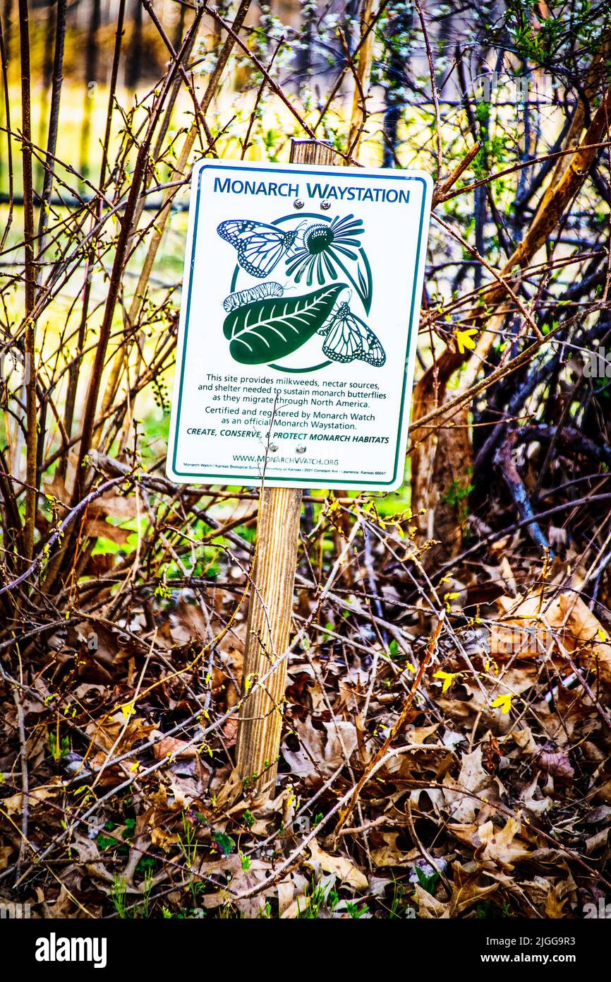 03 28 2022 Tulsa USA - Zeichen für Monarch Butterfly Waystation in der Nähe ruhender brauner Sträucher im frühen Frühjahr mit nur wenigen Forsythia-Blüten Stockfoto