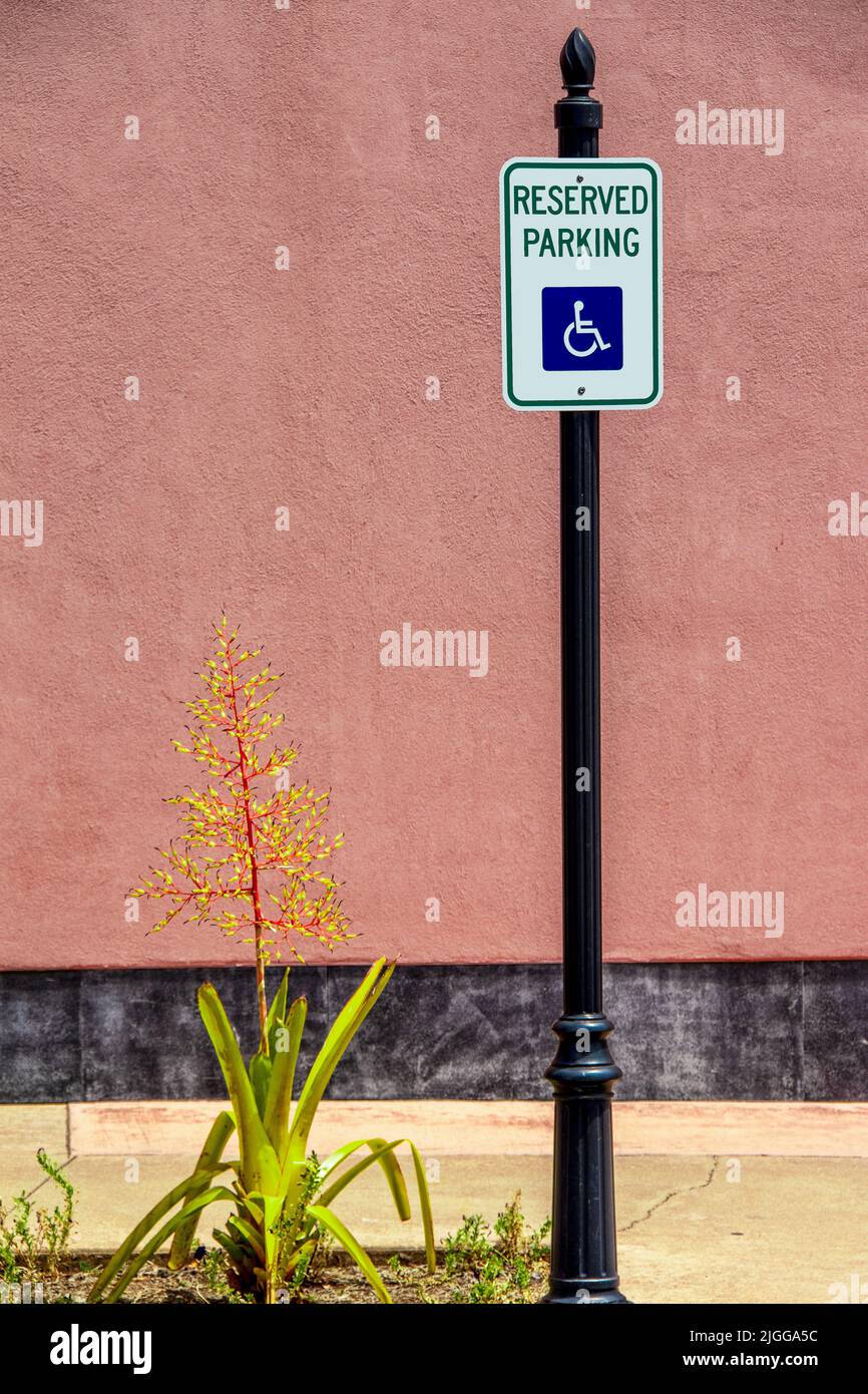 Reserviert - Behindertenparkschild vor rosa Stuckwand mit Blumen, die neben dem Stock wachsen Stockfoto
