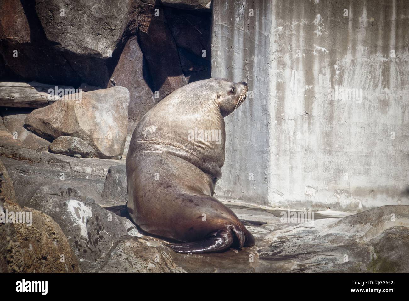 Seelöwe im Zentrum von Sealife blickt über seine Schulter und ruht sich auf Felsen aus, nachdem er in seinem Pool herum und herum schwimmen konnte Stockfoto