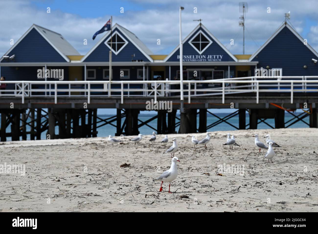 Die Landmarkenanlegestelle des Busselton ist mit Möwen an vorderster Front in Western Australia übersät Stockfoto