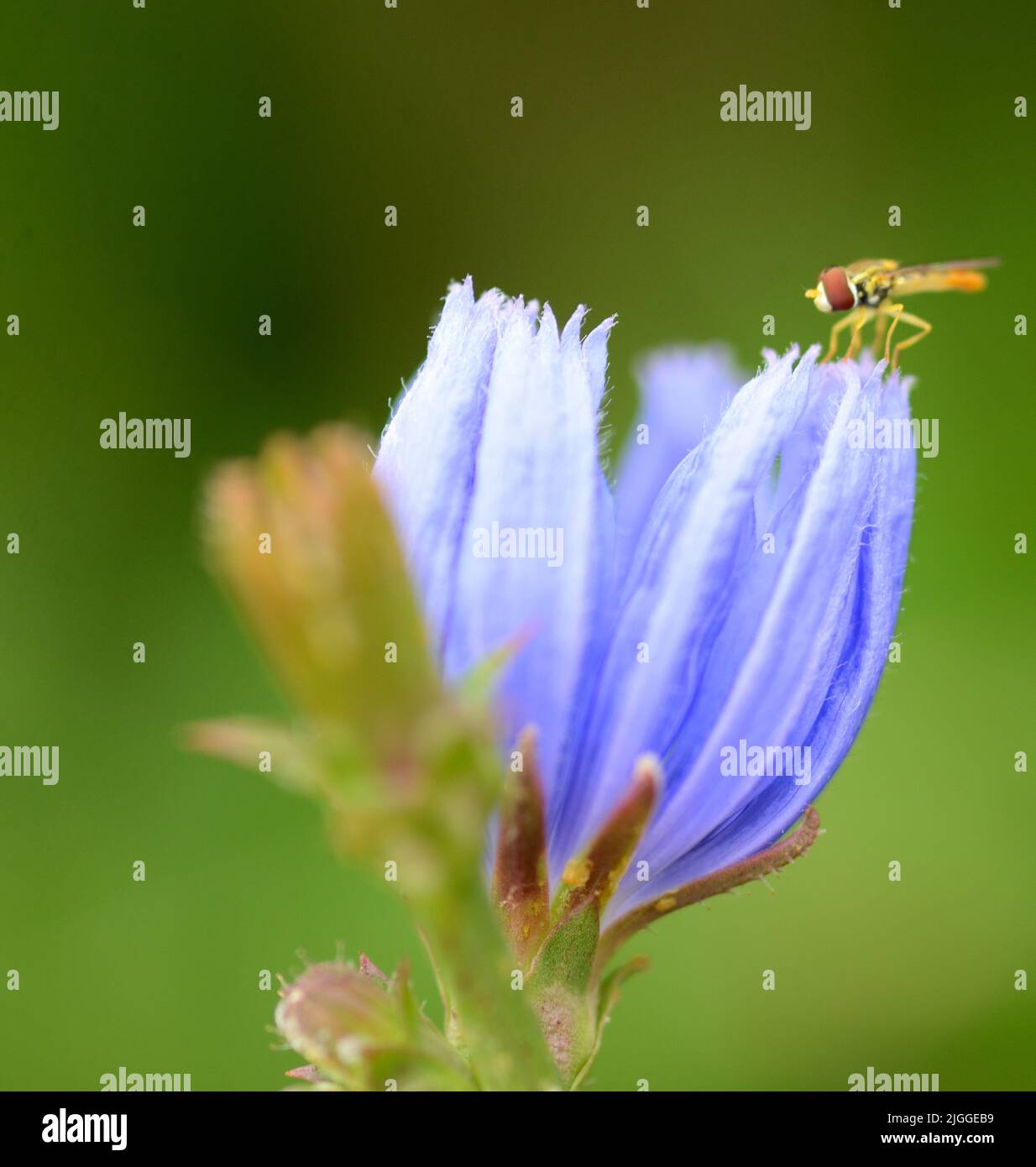 Nahaufnahmen von Chicory (Cichorium intybus) Blumen mit violetten und blauen Farben vor grünem vegetativen Hintergrund. Stockfoto