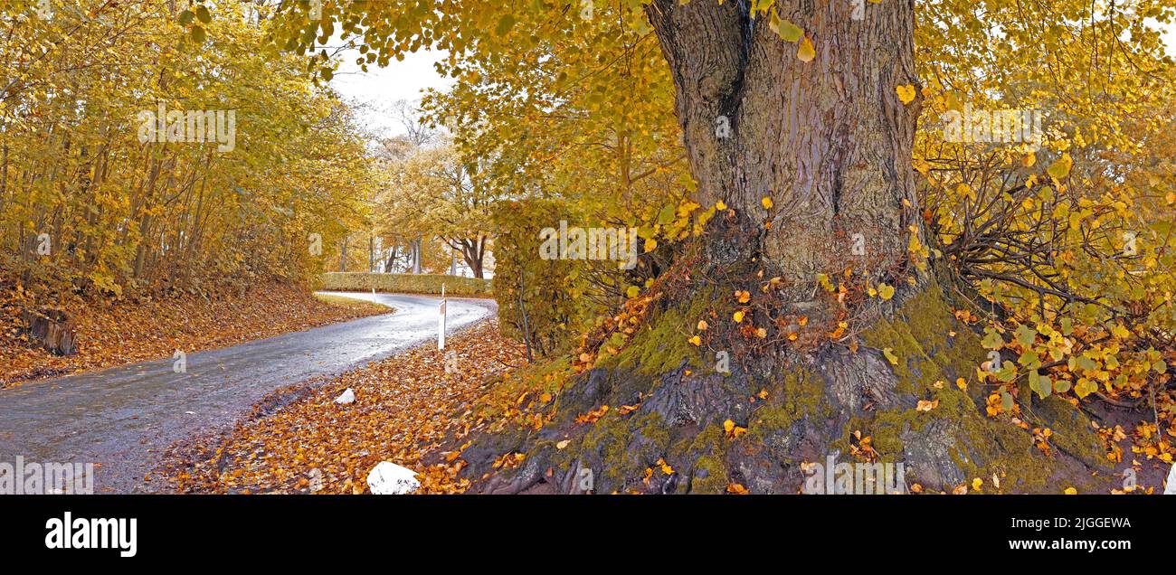 Landschaftsansicht der Teerstrasse, die durch den herbstlichen Buchenwald in Norwegen führt. Malerische ländliche Landschaft der Natur Wälder in der Umwelt Stockfoto