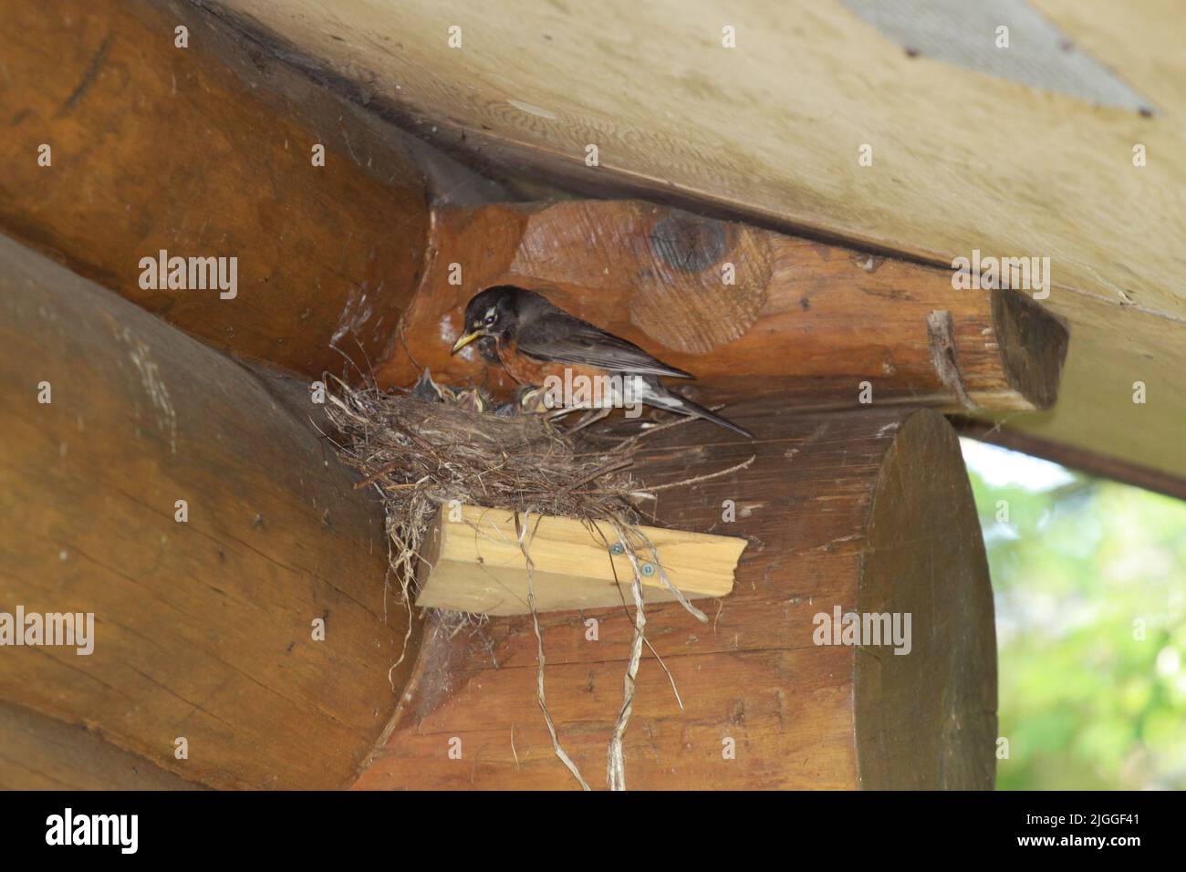 Halifax im Sommer Stockfoto