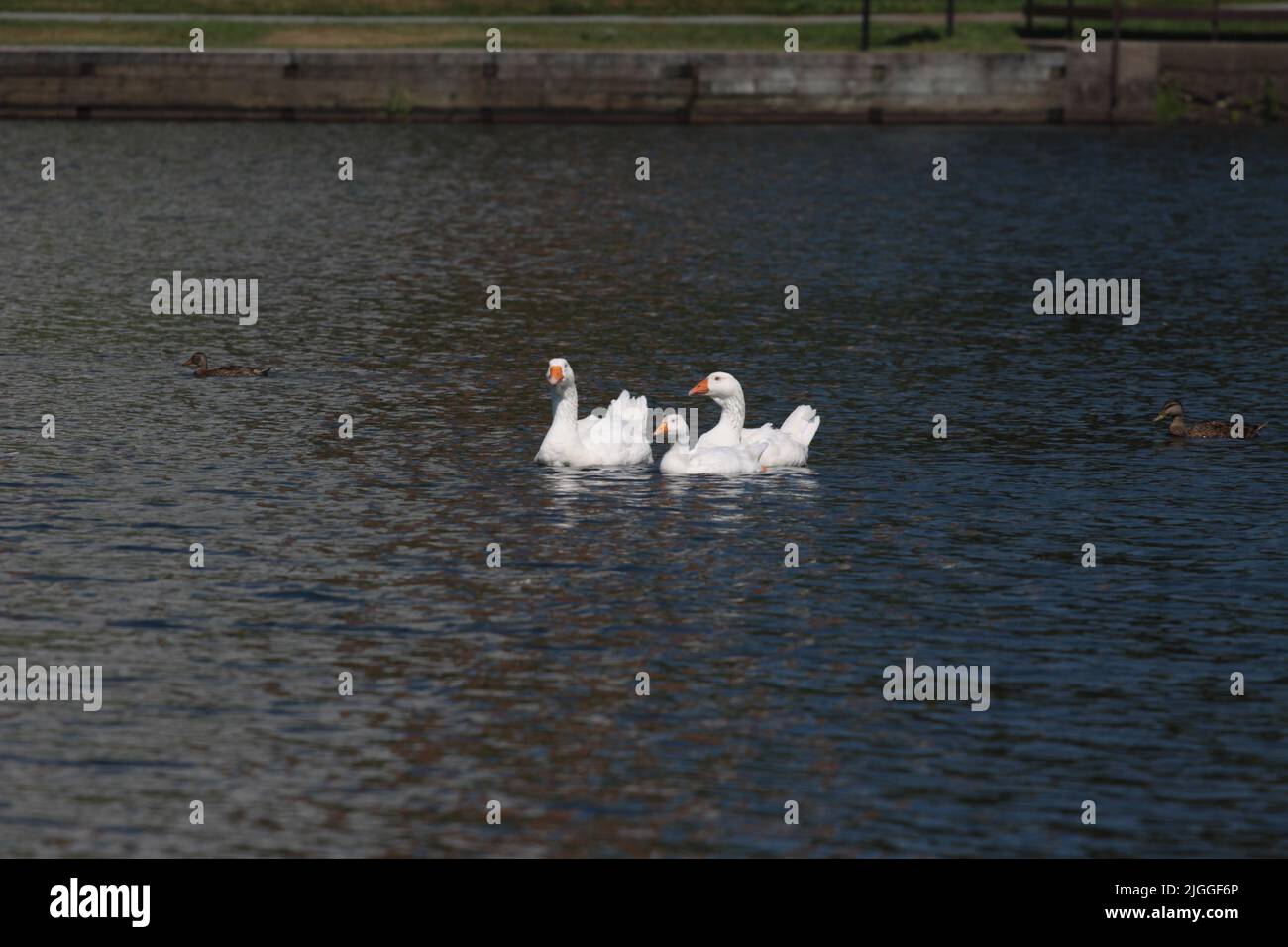 Weiße Gänse im Teich in der Stadt. Stockfoto