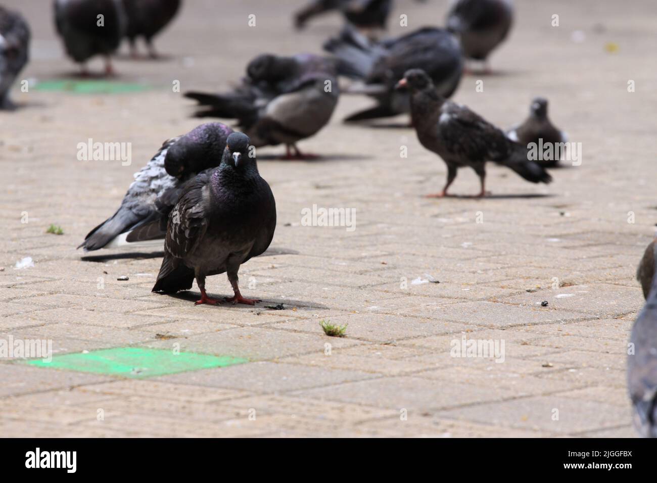 Tauben im Victoria Park in Halifax. Stockfoto