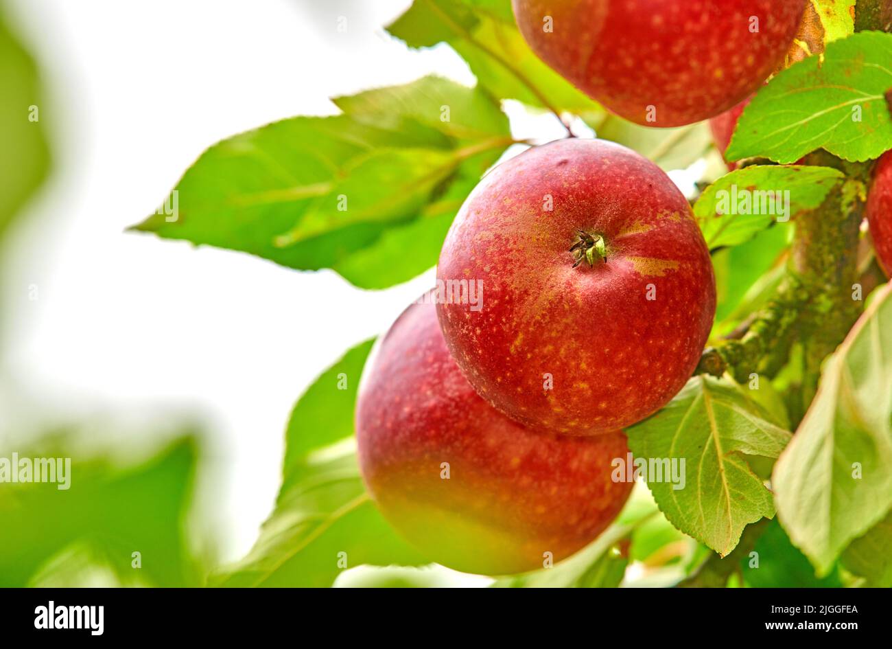 Nahaufnahme von vielen roten Äpfeln, die im Sommer auf einem Apfelbaum-Ast wachsen, mit Copyspace. Die Früchte hängen von einem Obstgarten Bauernhof Baum mit Bokeh. Nachhaltig Stockfoto