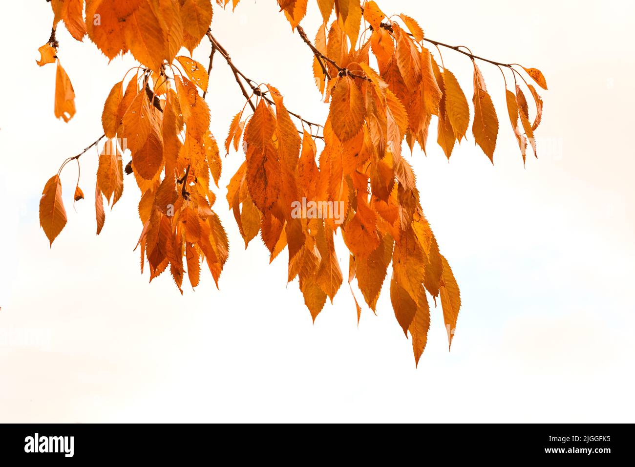 Herbstblätter hängen an einem Ast, isoliert vor weißem Hintergrund. Schöne helle und lebendige goldene Pflanzenblätter im Winter Herbst Stockfoto
