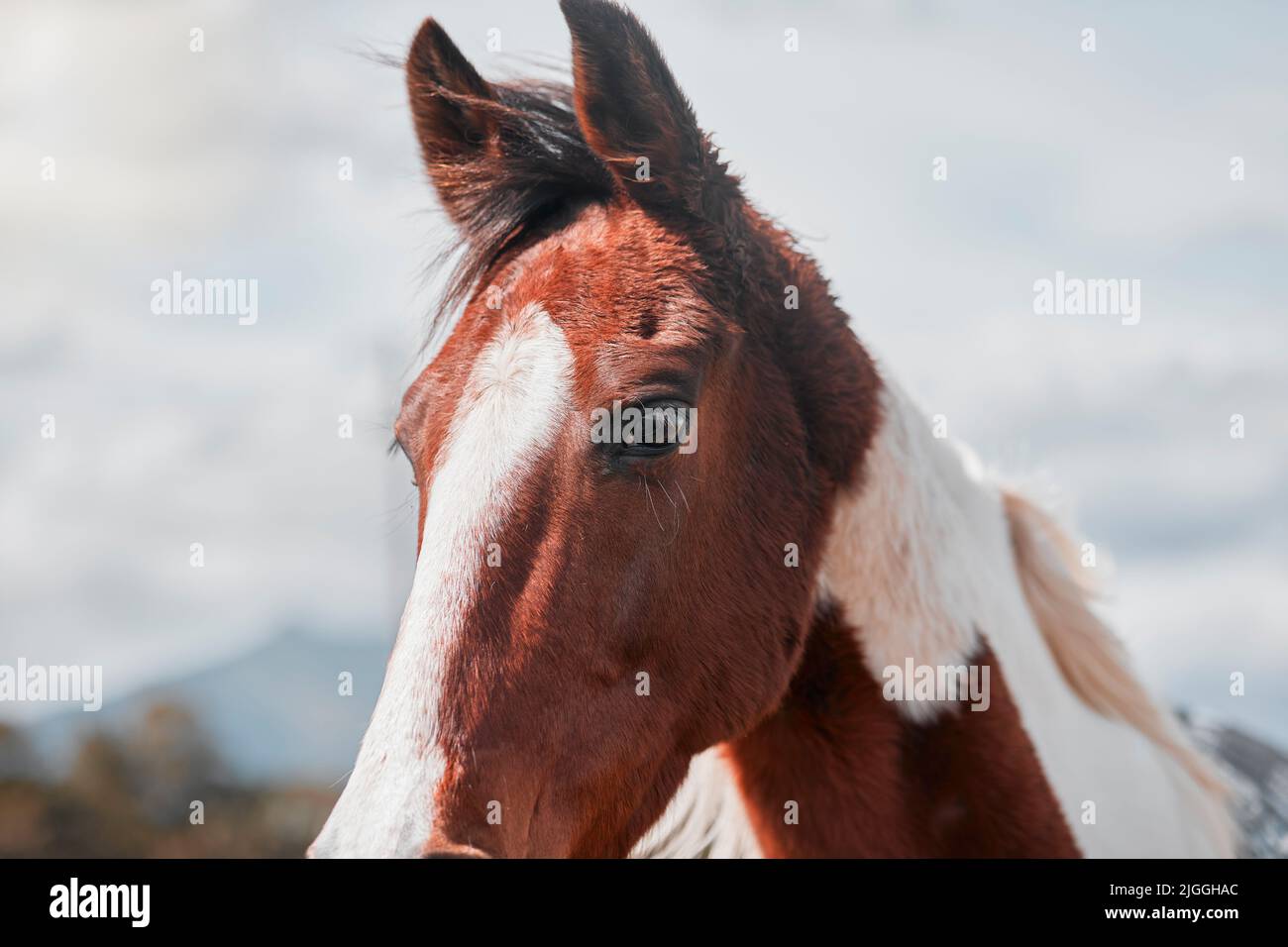Ein Pferd ist ein Schatz für Erwachsene. Ein schönes Pferd auf einem Bauernhof. Stockfoto