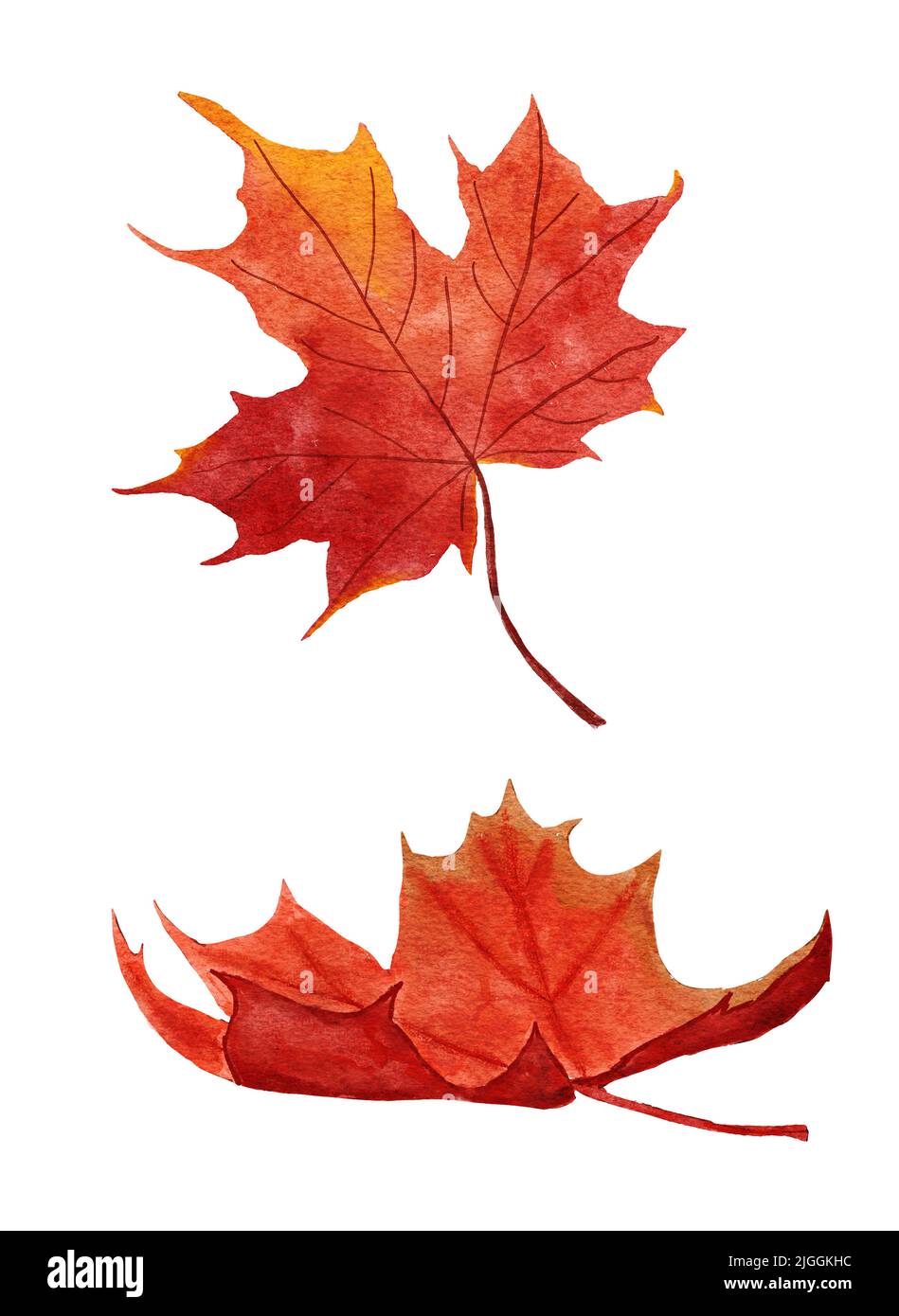 Aquarell handgezeichnete Illustration von roten Ahornblättern. Herbst Fall Blatt vom Baum. Waldwald Wald, kanadisches Naturkonzept Stockfoto