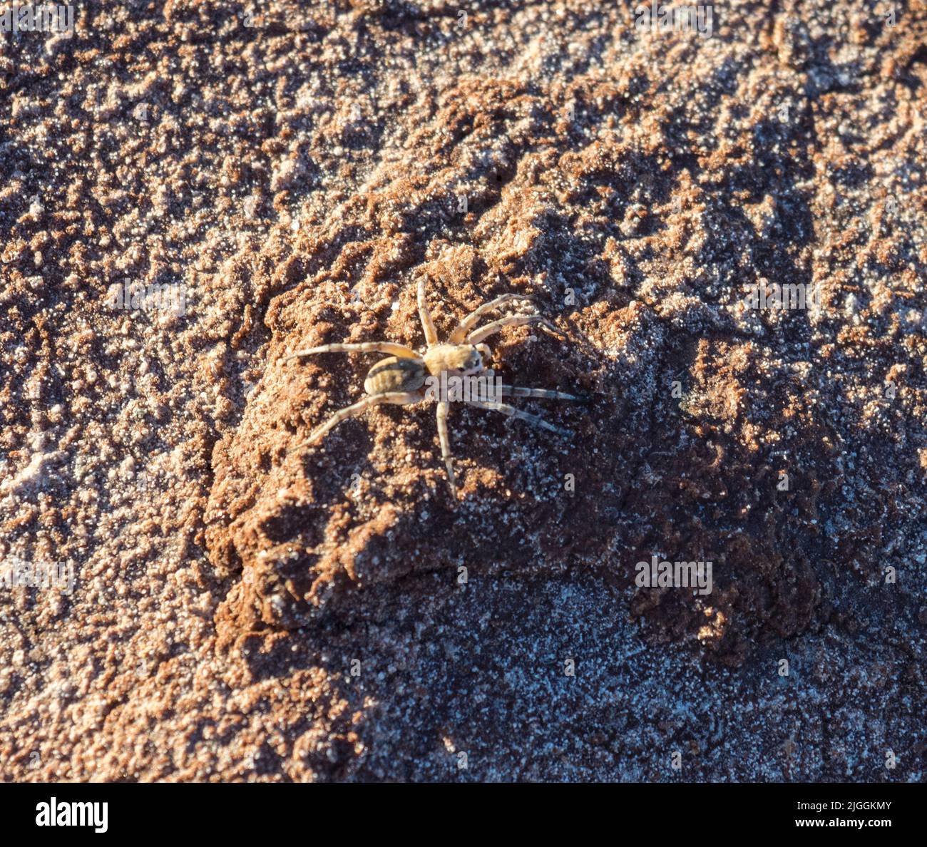 Wolf Spider (Tetralycosa alteripa?) Auf einem kleinen Schlammrücken im trockenen Salzbett des Lake Ballard, Westaustralien. Stockfoto