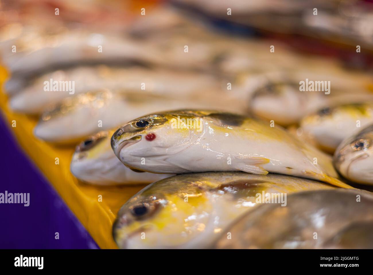 Frisch gefangener Fisch auf der Theke eines Fischmongers in Kuala Lumpur, Malaysia. Der Fang des Tages vom Morgen wird frisch am Abend verkauft. Stre Stockfoto