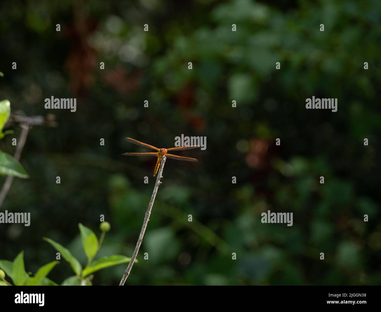Goldflügelskimmer oder Libellula auripennis Libelle mit Blick auf die Kamera und auf einem getrockneten Ast. Fotografiert im Profil mit geringer Tiefe Stockfoto