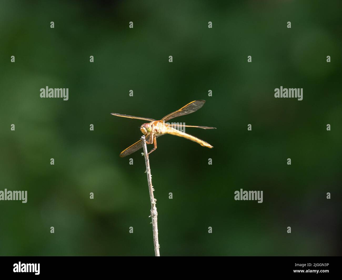 Needham's Skimmer oder Libellula needhami Libelle thront auf einem getrockneten Zweig. Fotografiert mit geringer Schärfentiefe und Kopierraum. Stockfoto