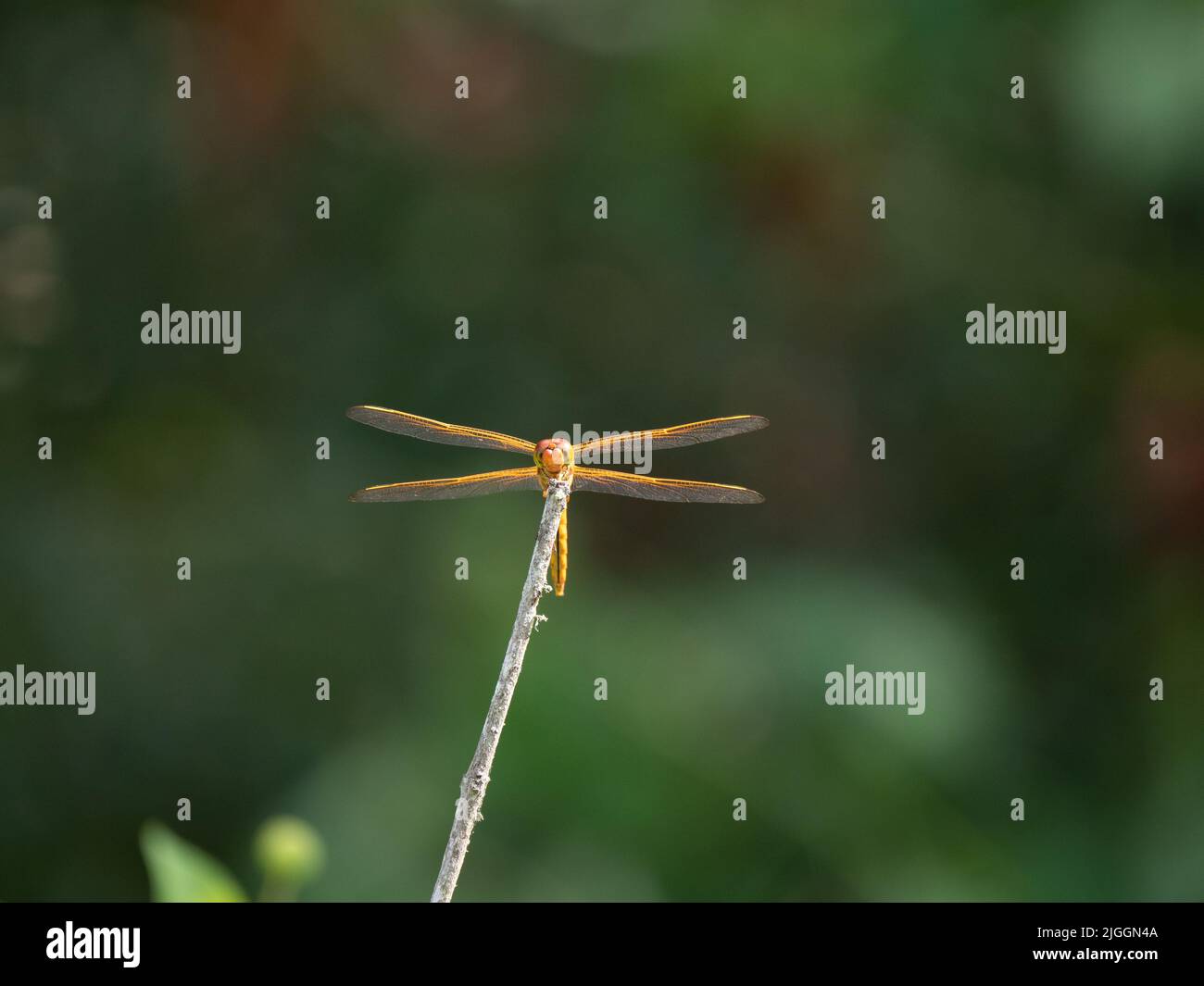 Sonnenbeschienenen Needham's Skimmer oder Libellula needhami Libelle thront auf einem getrockneten Ast im Sonnenlicht. Fotografiert mit geringer Schärfentiefe und Kopie Stockfoto