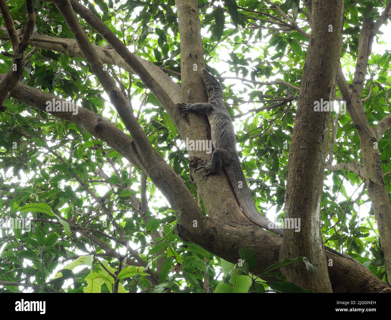 Asiatischer Wassermonitor oder Varanus-Salvator am Baum im Wald, gelbe Kreismuster und Linien auf der schwarzen Haut des Reptils in Thailand Stockfoto