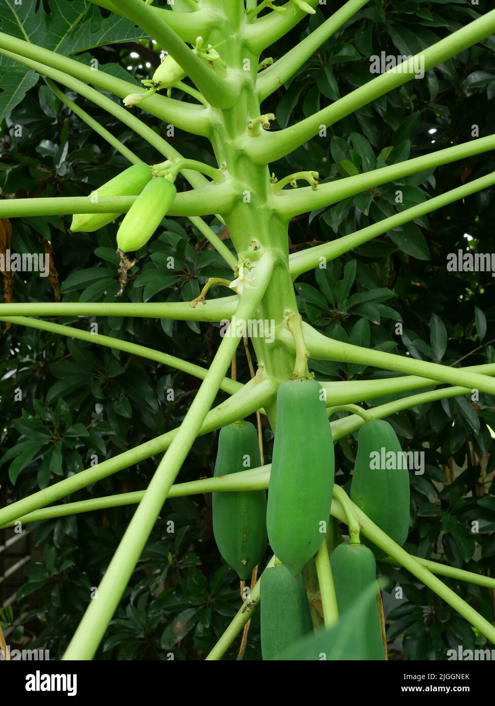 Junge grüne Papaya Frucht und Baum Zweig mit schwarzem Hintergrund, Thailand Stockfoto