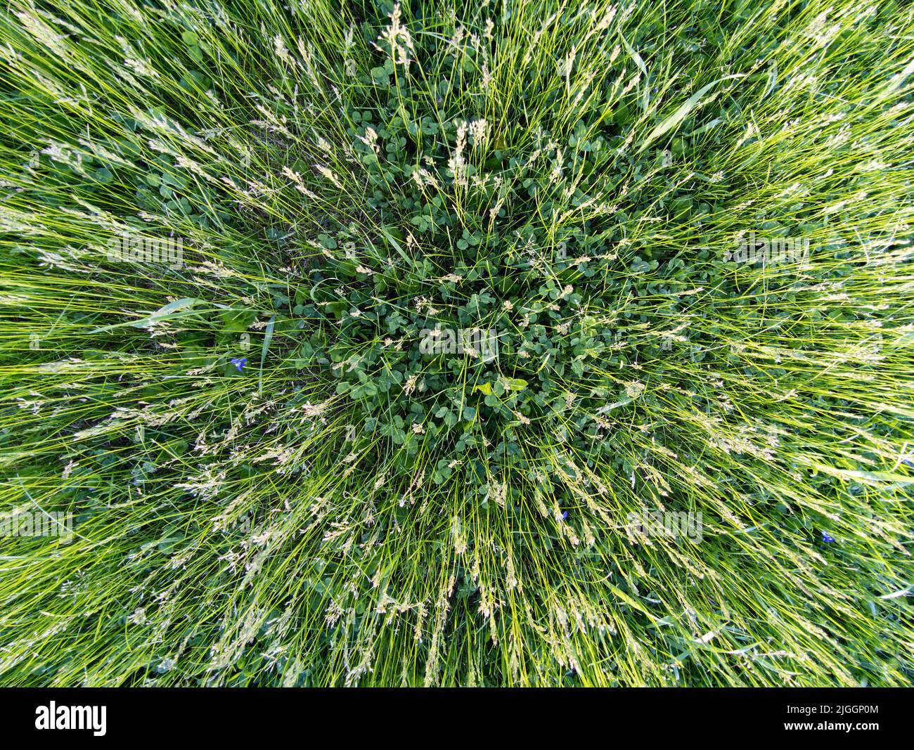 Ansicht von oben auf ein Feld von hohem grünen Gras und Kleeblätter Hintergrund Texturress Stockfoto